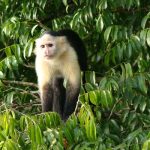 Excursión a Isla Monos y Gamboa Rainforest Resort