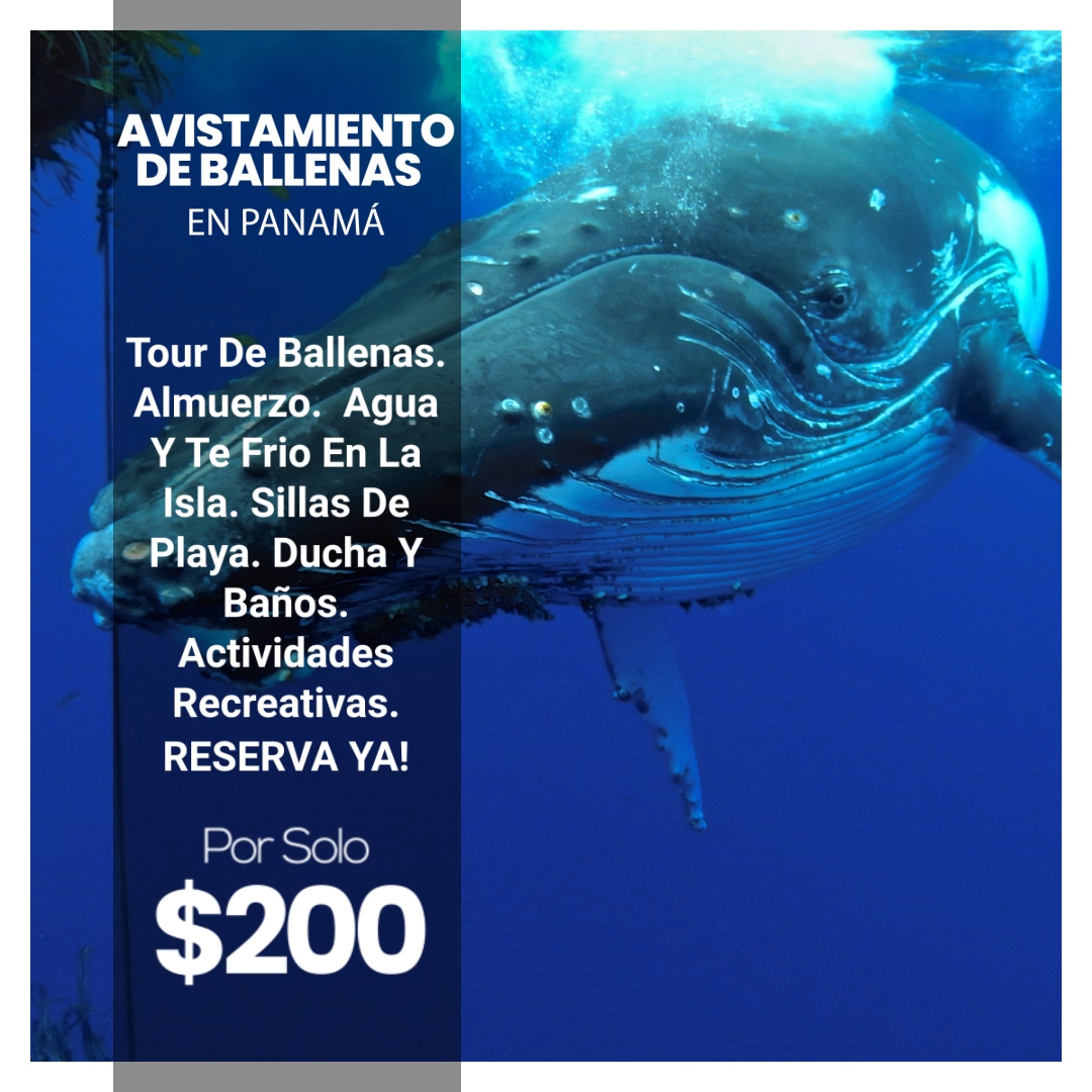 Avistamiento De Ballenas en Panamá 2022